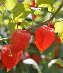 Physalis Mioulane MAP NPM 070722091