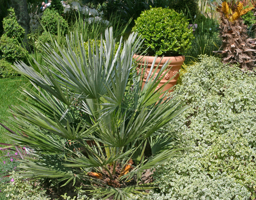 Chamaerops humilis Jeune Sujet Mioulane NewsJardinTV