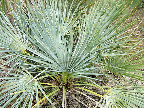 Chamaerops humilis argentea