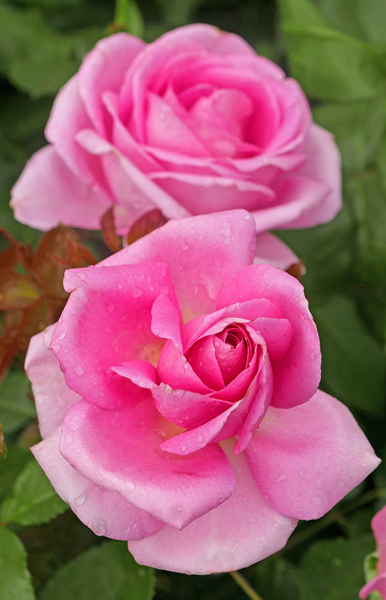 Rose Gerard Depardieu Bouton Mioulane MAP P1070219