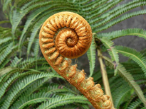 Cibotium splendens Flora