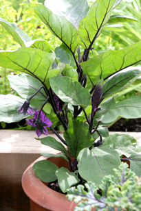 Aubergine pot Mioulane MAP NPM 84969355