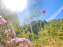 Juin Soleil Jardin Saxon