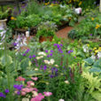 Potager fleuri Mioulane MAP NPM 84971080