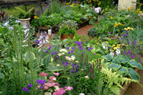 Potager fleuri Mioulane MAP NPM 84971080