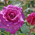 Rose Violette Parfumee Dorient Mioulane NewsJardinTV
