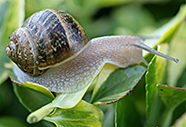 Escargot Mioulane MAP NPM 850422011