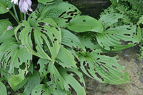 Hosta limace Mioulane MAP NPM 850422005