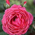 Rose Princesse Jardins Marie Jose Vignette Mioulane MAP 9N7B5533