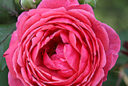 Rose Princesse Jardins Marie Jose Vignette Mioulane MAP 9N7B5533