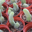 Cactus penis collection