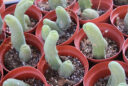 Cactus penis collection