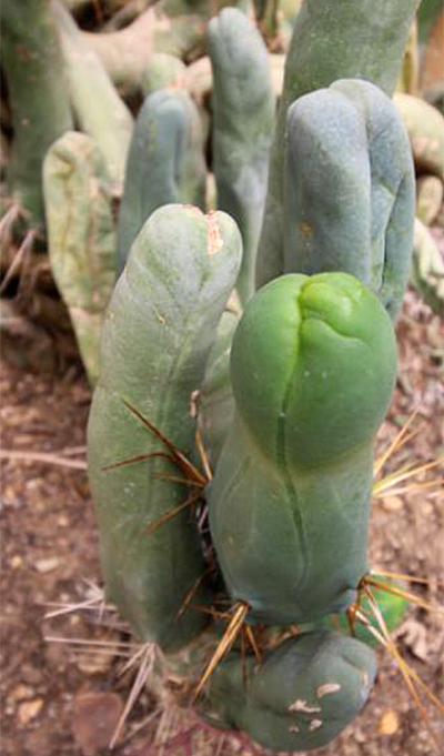 Cactus zizi Tropical Park