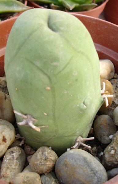 Echinopsis lageniformis penis Cactus