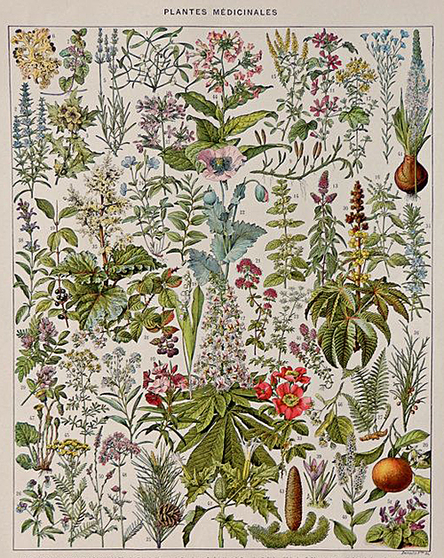 Plantes Medicinales Gravure