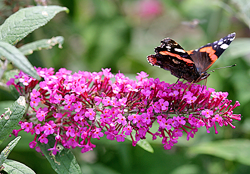 Vanessa atalanta Buddleja Mioulane MAP NPM 850277293