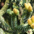 Araucaria Mioulane MAP NPM 914379279