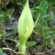 Arum italicum Mallorca 003