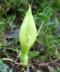 Arum italicum Mallorca 003