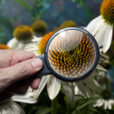 Botanique Loupe Fleur