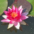 Nymphaea Mioulane MAP XY7S0029