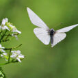 Papillon Pieride Vol Fauna