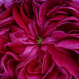 Rose Charles de Mills Miulane NewsJardinTV 9134651
