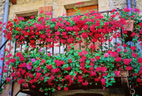 Balcon Geranium Pelargonium Mioulane MAP NPM GIP140707001