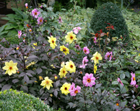 Dahlia Mioulane MAP NPM 85006282