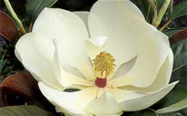 Magnolia grandiflora Fleur Flora