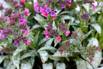Pulmonaria Mioulane MAP NPM 90290466