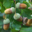 Quercus Gland Mioulane NewsJardinTV IMG 5900