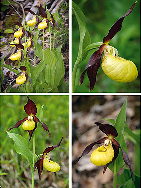 Cypripedium