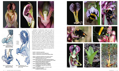 Orchideees Europe Pages Interieur 2