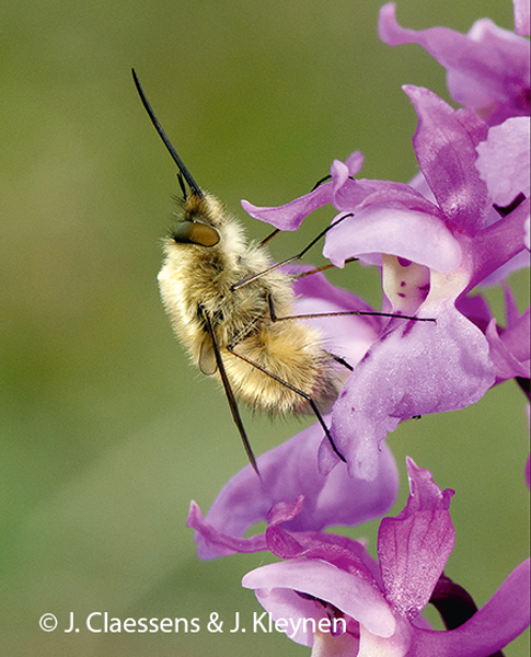 bombyle