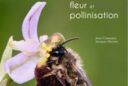 orchidees d europe fleur et pollinisation