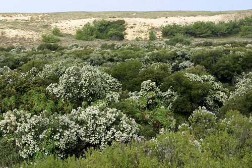 Baccharis Mioulane MAP NPM 850355023