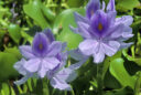 Eichhornia