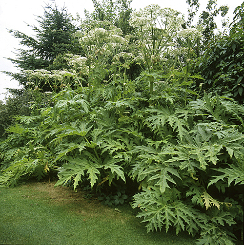 Heracleum Mioulane MAP NPM GIP0096857