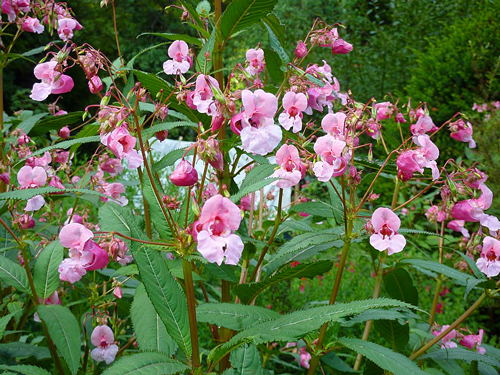 Impatiens glandulifera Flora