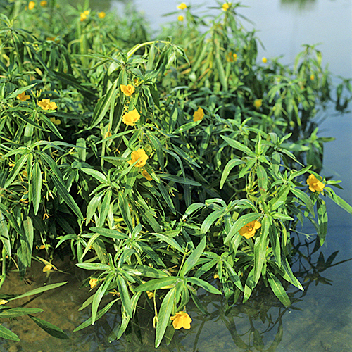 Ludwigia jussie Mioulane MAP NPM GIP0096859