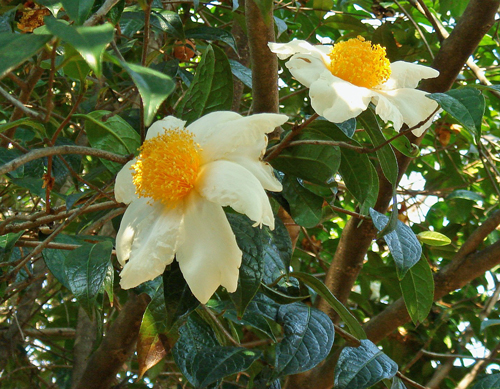 Camellia albogigas Flora