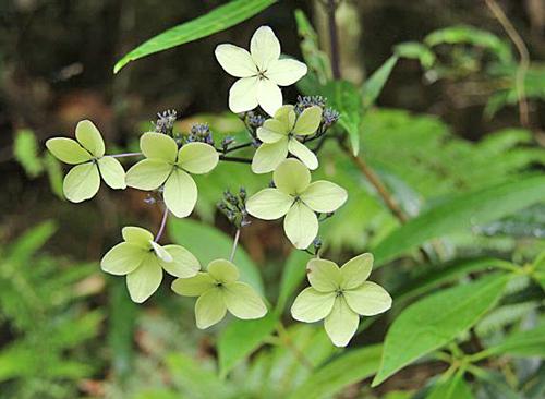 Hydrangea kwangsiensis Flora
