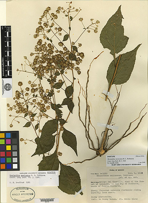 Mexianthus mexicanus