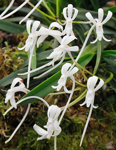 Neofinetia falcata Mioulane MAP NPM 719513901