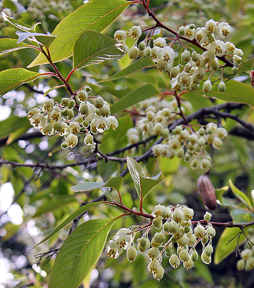 Rehderodendron macrocarpum Flora