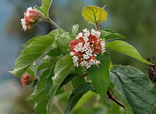 clerodendrum yunnanense Flora