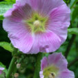 Alcea rosea Mioulane MAP NPM 84917290