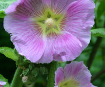 Alcea rosea Mioulane MAP NPM 84917290