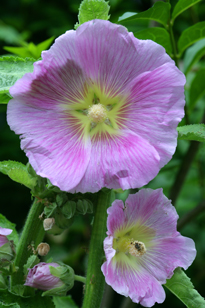 Alcea rosea Mioulane MAP NPM 84917290